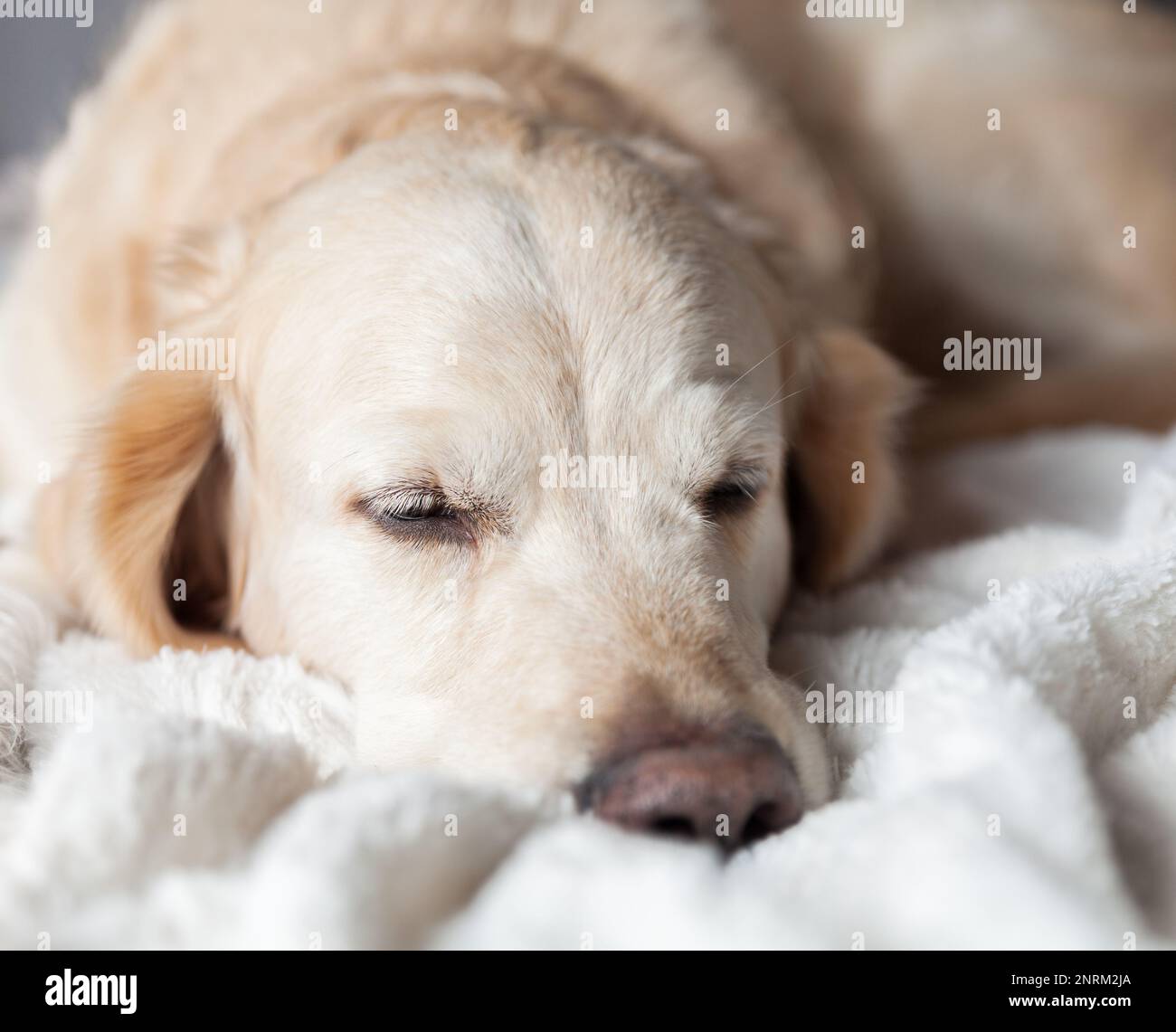 Labrador retriever in car hi-res stock photography and images - Page 2 -  Alamy