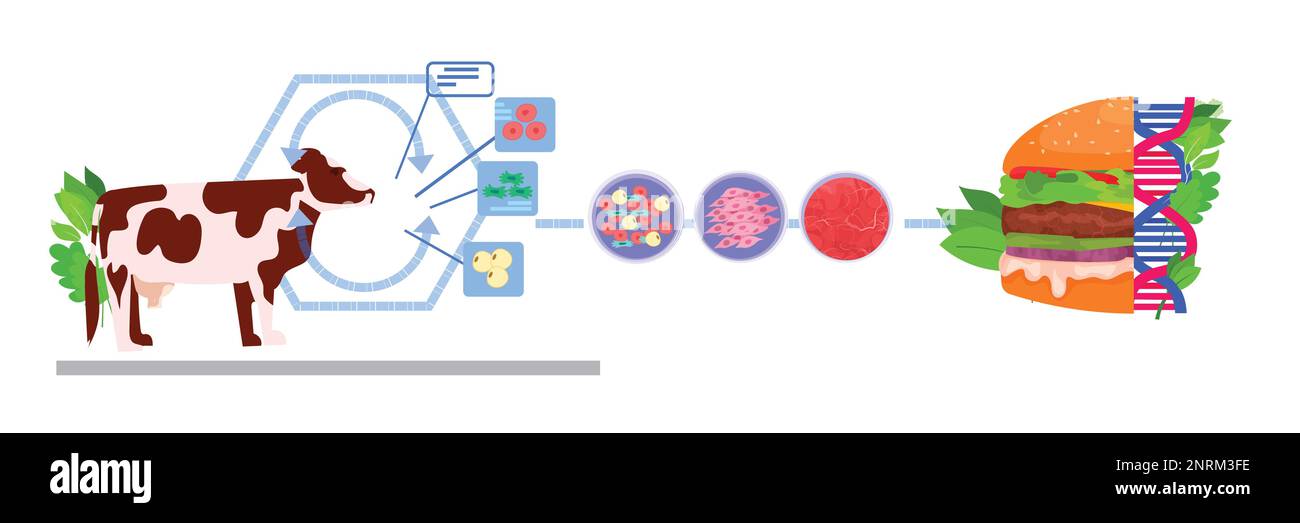 cultured beef burger made from animal cells artificial lab grown meat
