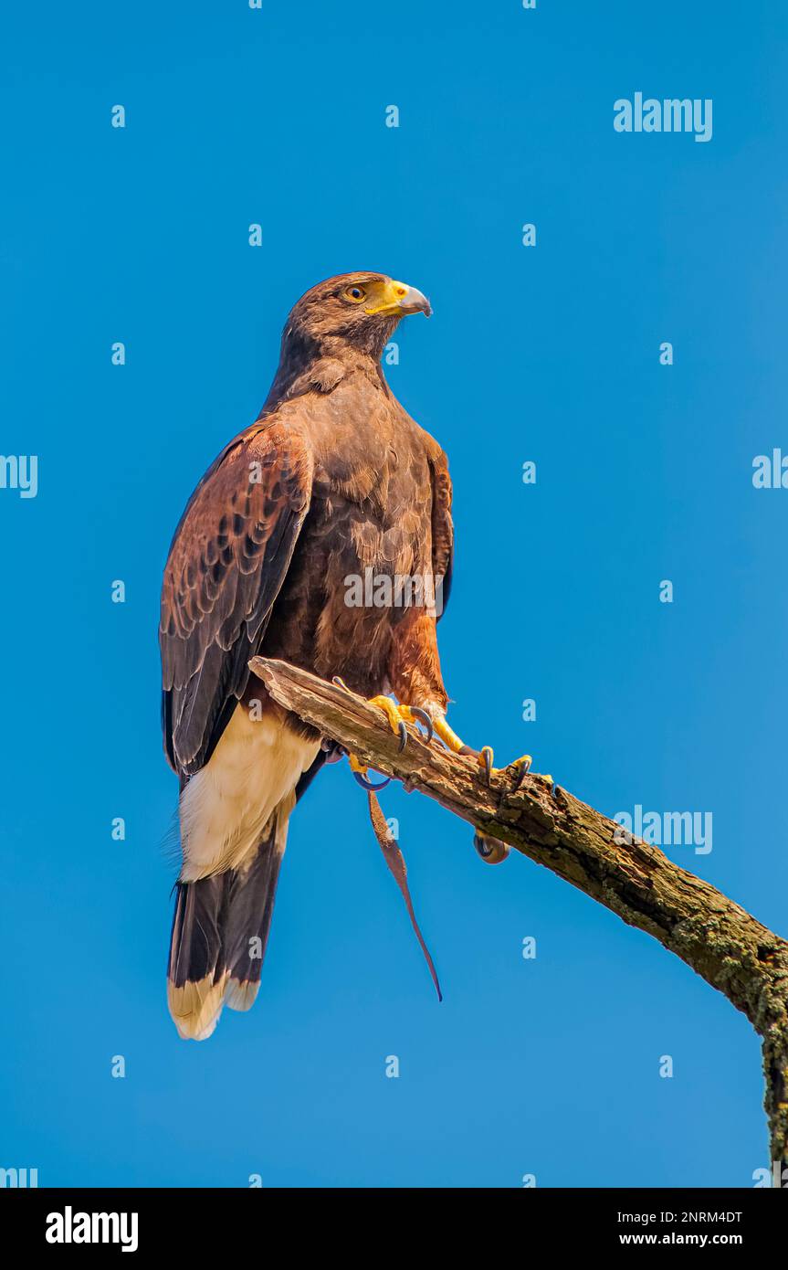 Harris’s Hawk, or Harris Hawk (Parabuteo unicinctus) sat on a branch Stock Photo