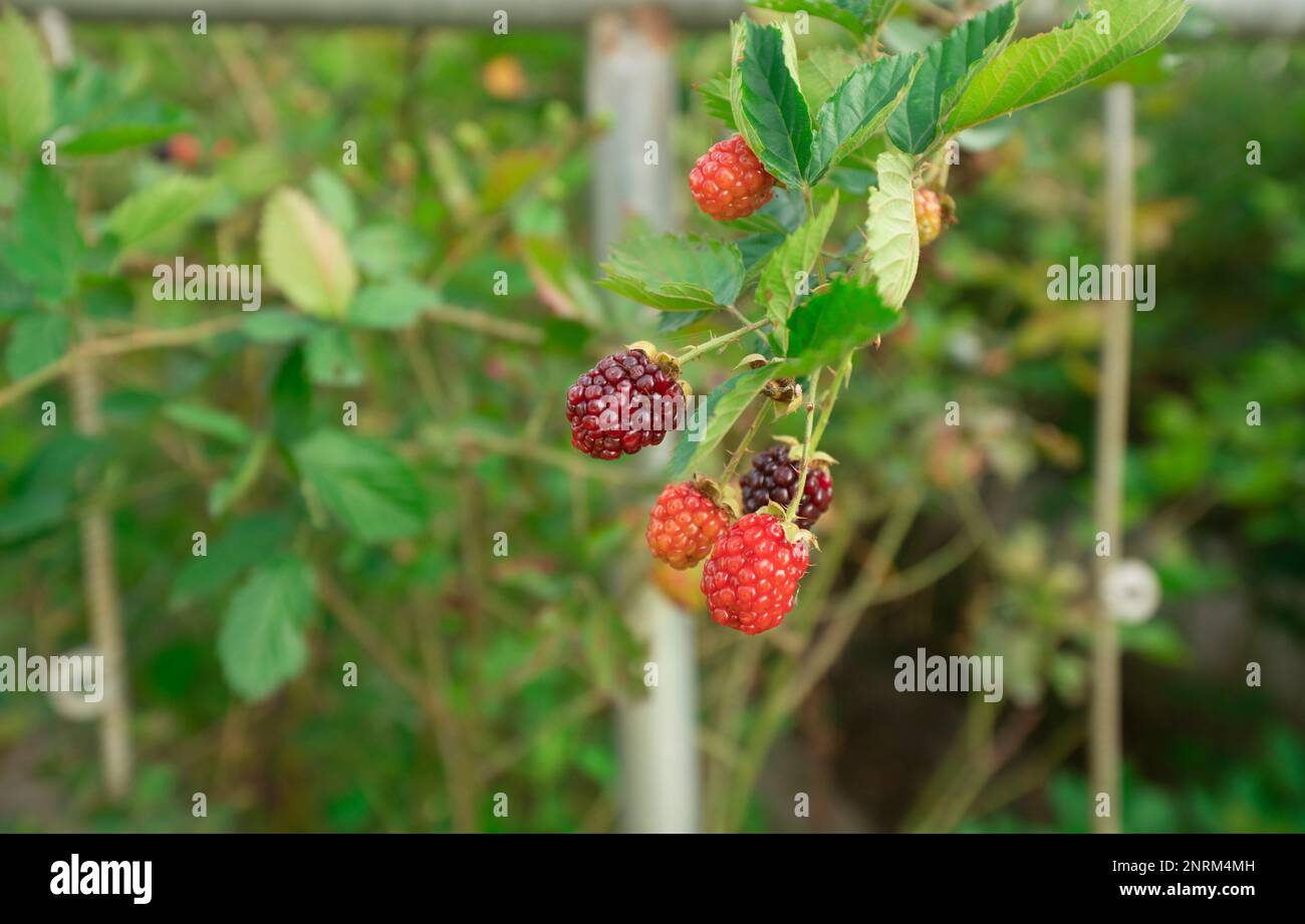 Red and ripe blackberry fruits hanging from the plant in the foreground against background of defocused leaves on a sunny day. Scientific name: Rubus Stock Photo