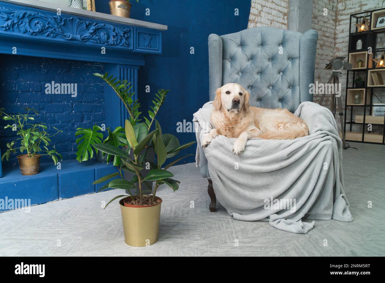 Golden retriever pure breed puppy dog on gray armchair in house or ...