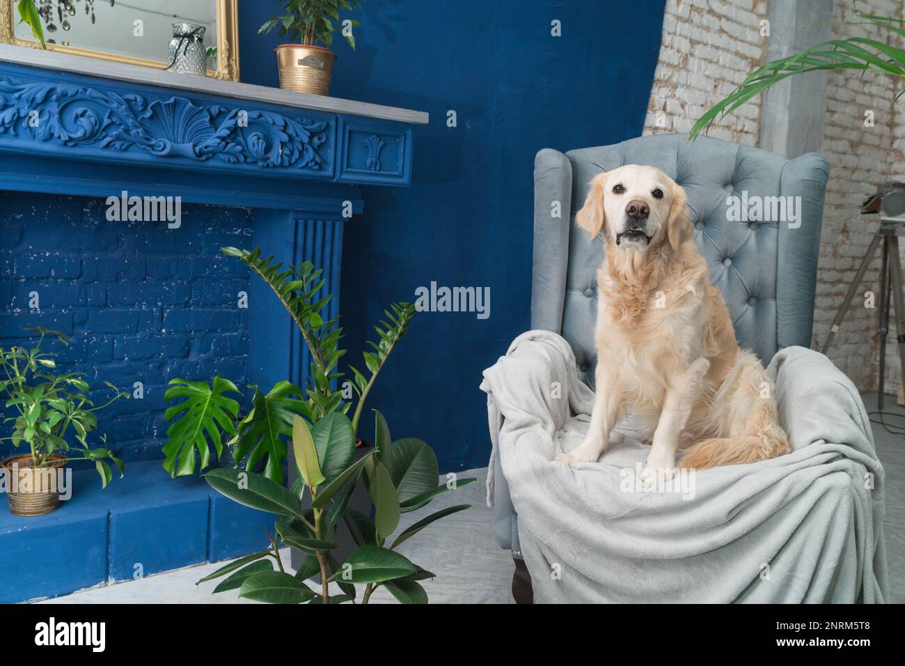 Golden retriever pure breed puppy dog on gray armchair in house or ...