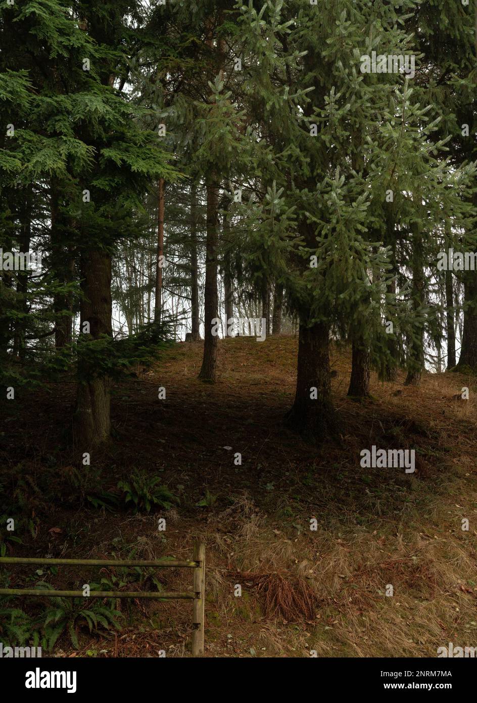 green foggy forest with mossy ground Stock Photo - Alamy