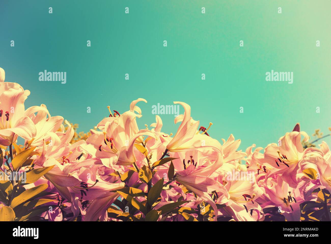 Flowering white and rose lilies against blue sky with the sun Stock Photo