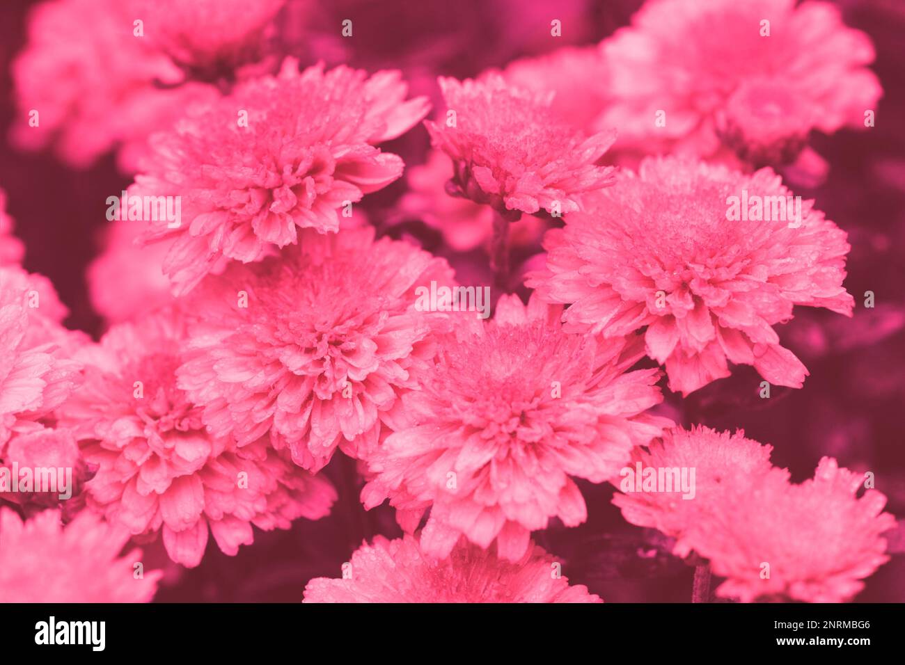 Flowering chrysanthemums in trendy velvet violet color. Flower background Stock Photo