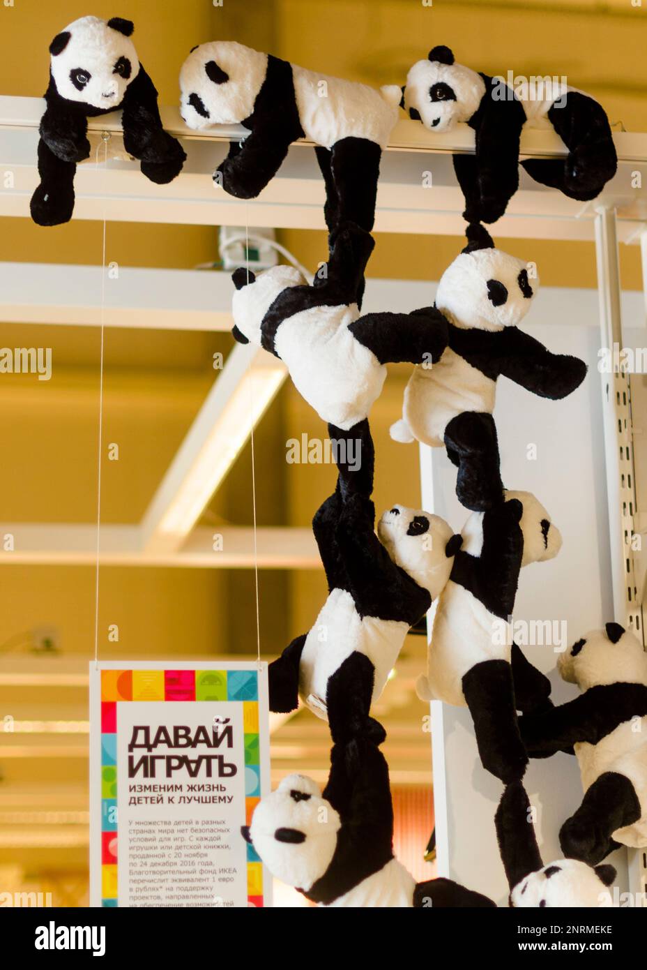Many toy bears koala hang in a row, holding hands to the ceiling in the store 'IKEA' in Novosibirsk in Russia Stock Photo