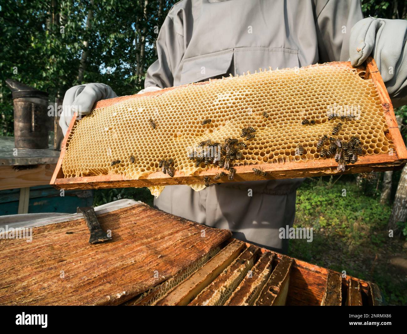 Beekeeper removing from beehive. Person in beekeeper suit