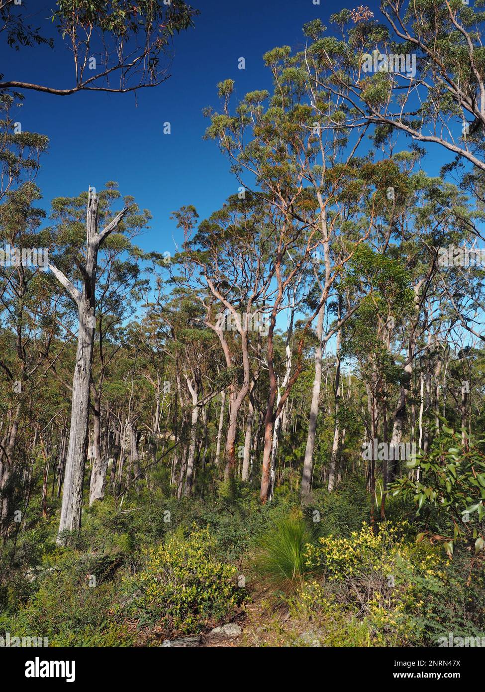 Rainforest in Blackdown Tableland National Park, home of the Ghungalu people Stock Photo