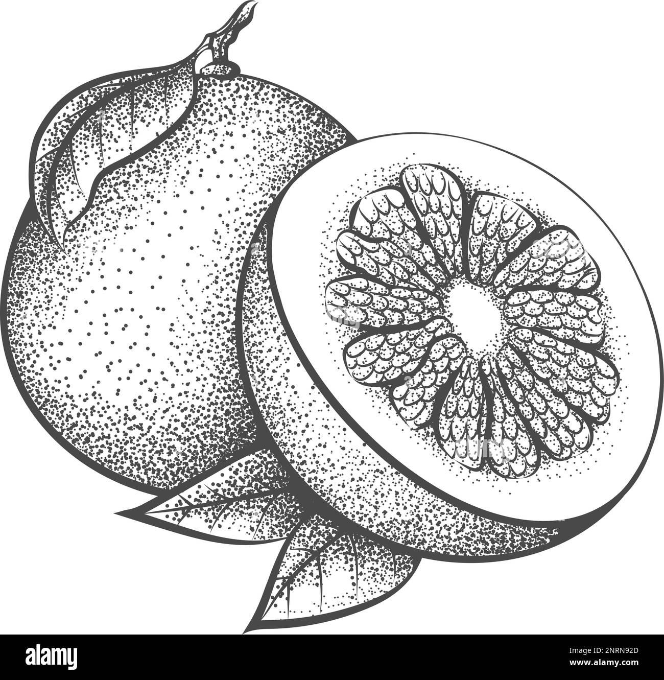 Pomelo engraving illustration Stock Vector