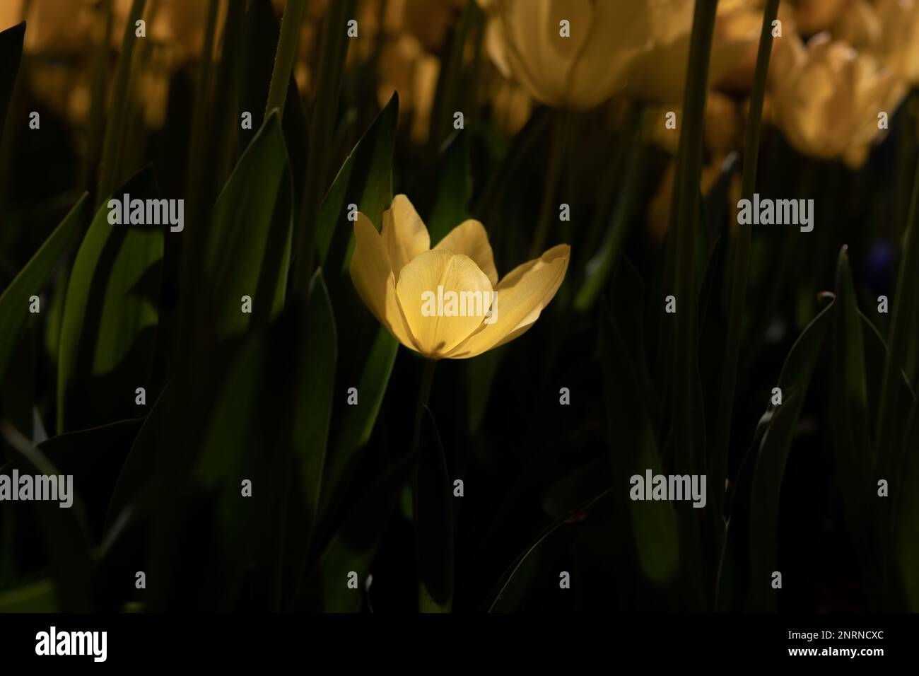 Hopeless love concept photo. A yellow tulip illuminated by sunlight. Spring flowers concept