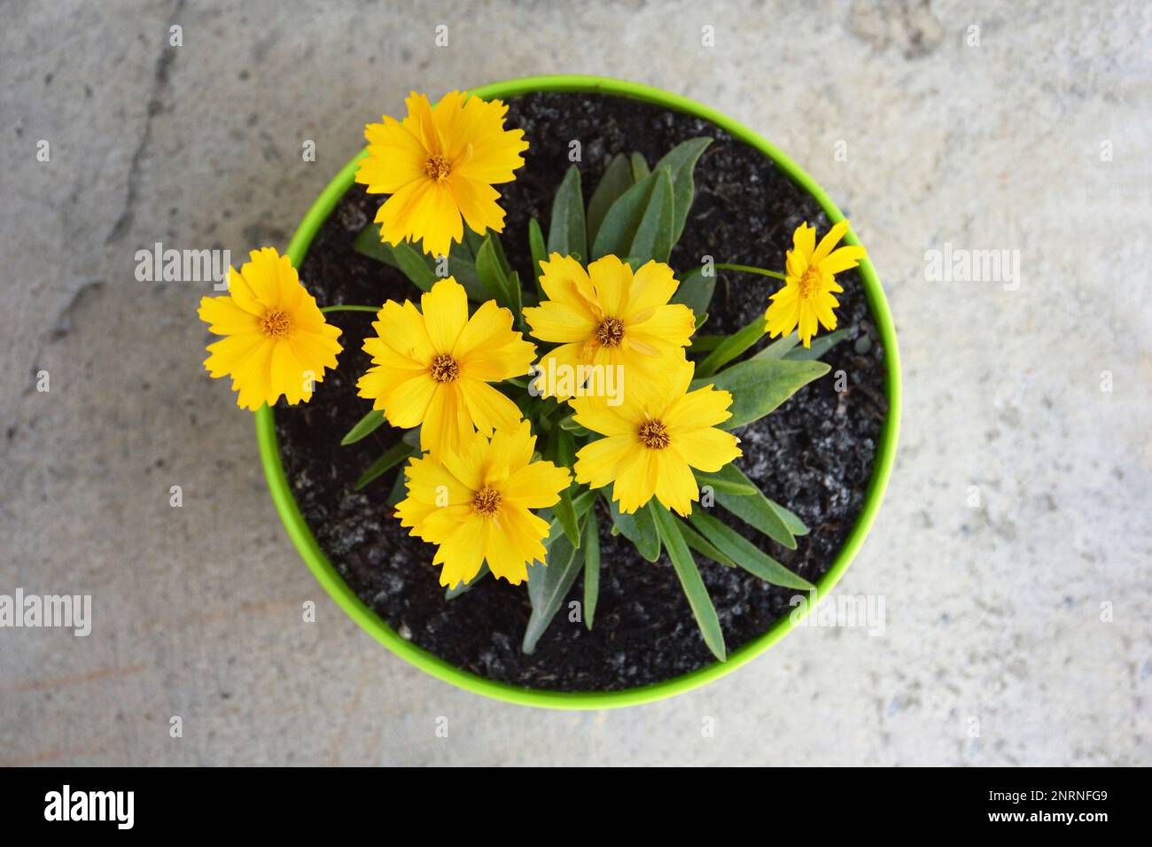 Top view of Coreopsis grandiflora flower plant growing in the pot Stock Photo