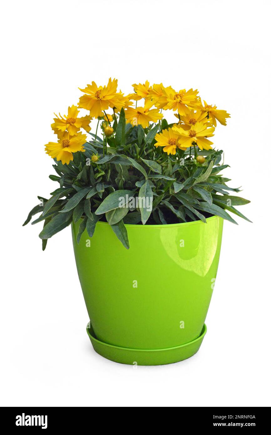 Coreopsis grandiflora flower plant in the pot isolated on white background Stock Photo