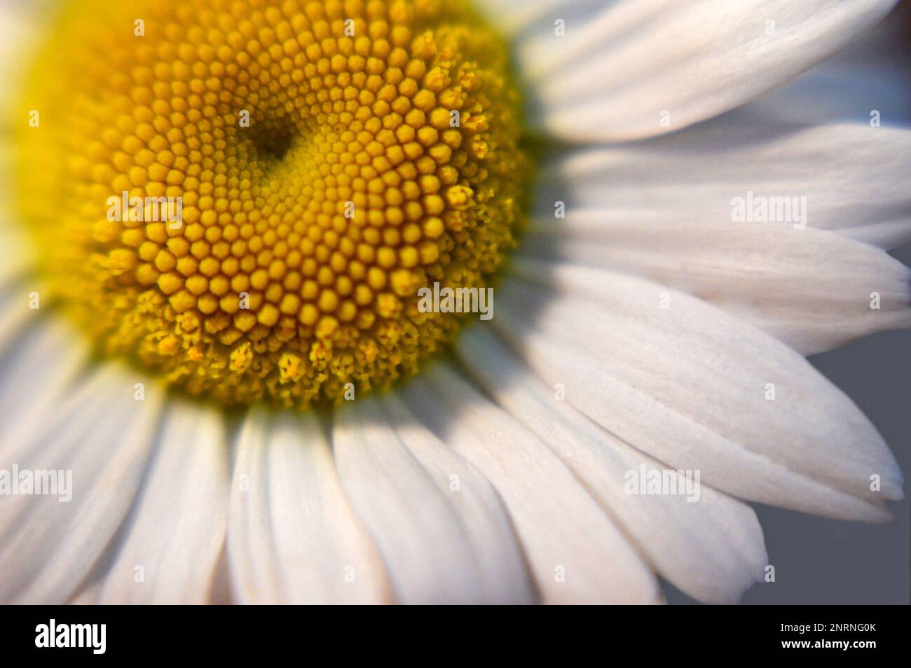Macro image of a daisy flower, selective focus Stock Photo