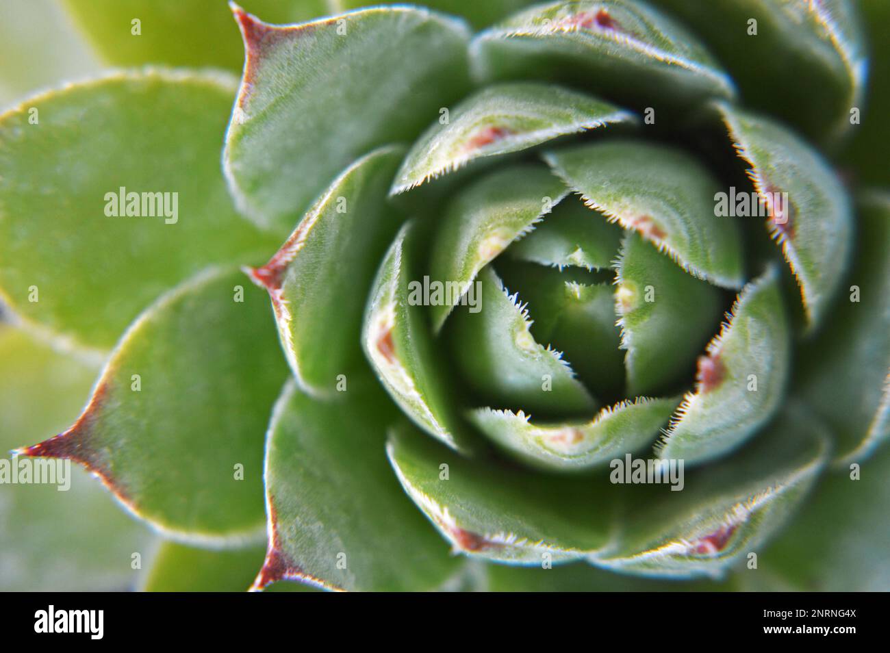 Sempervivum succulent (Houseleek) close up Stock Photo