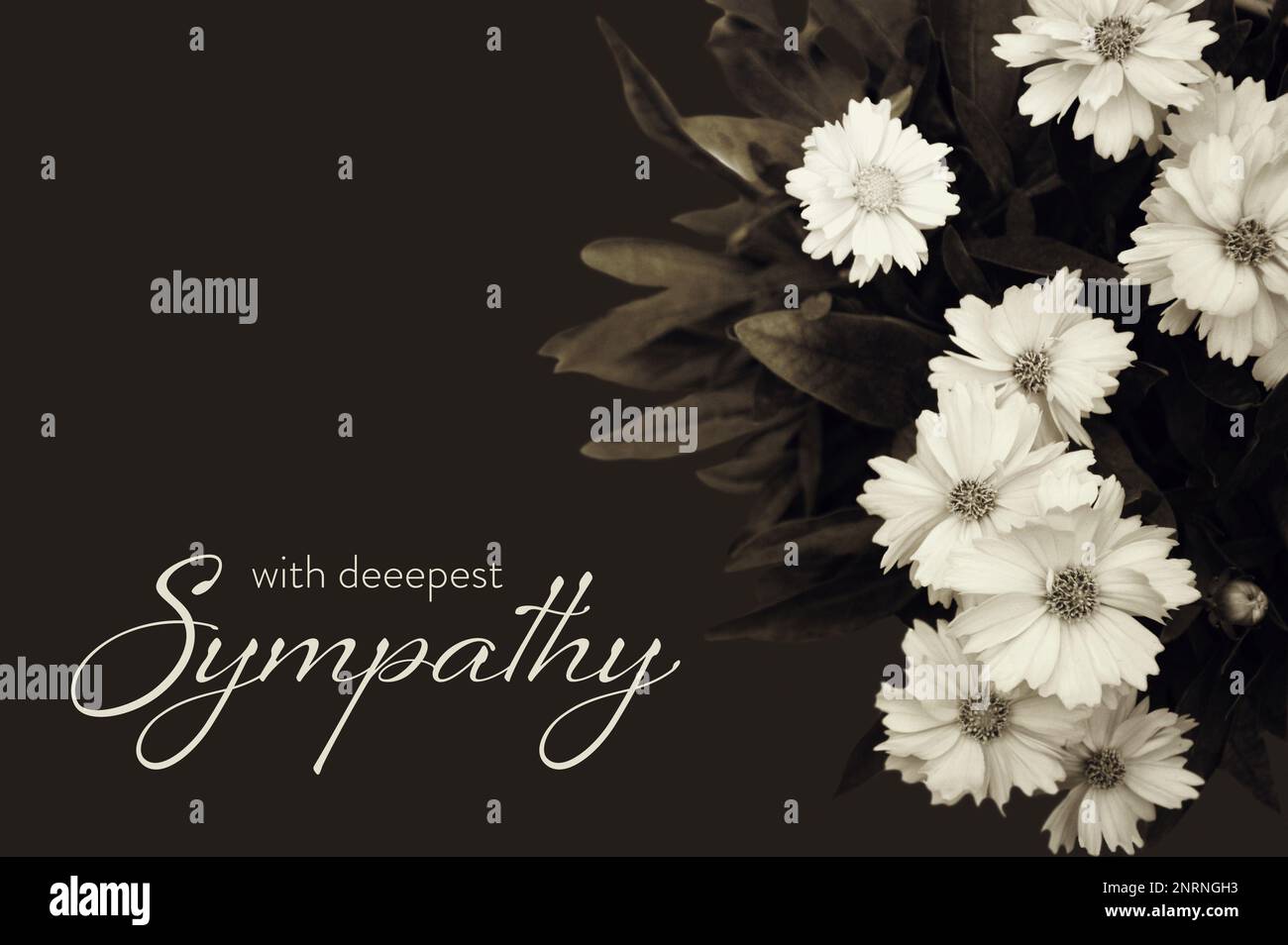 Sympathy card with bunch of white flowers on dark background Stock Photo