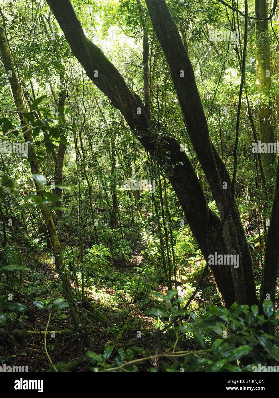 Hiking trail in Washpool National Park, New South Wales Stock Photo