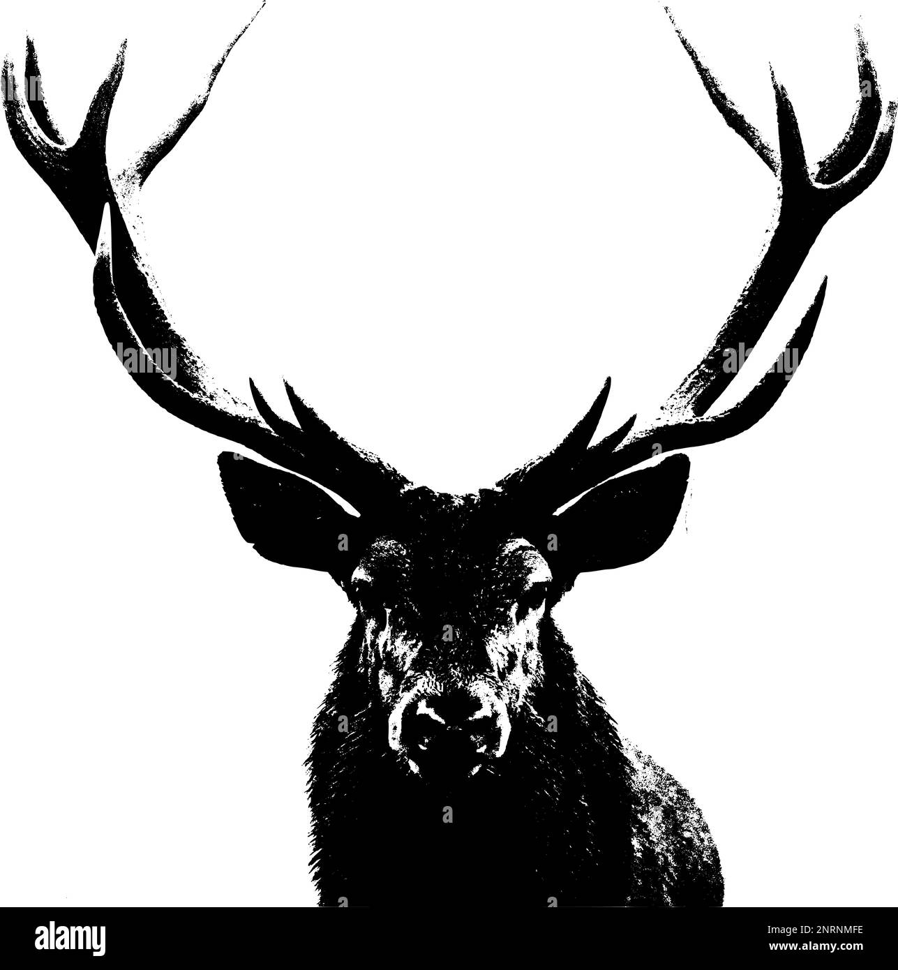 Red deer (Cervus elaphus) head and antlers portrait isolated on a white background. Stock Vector