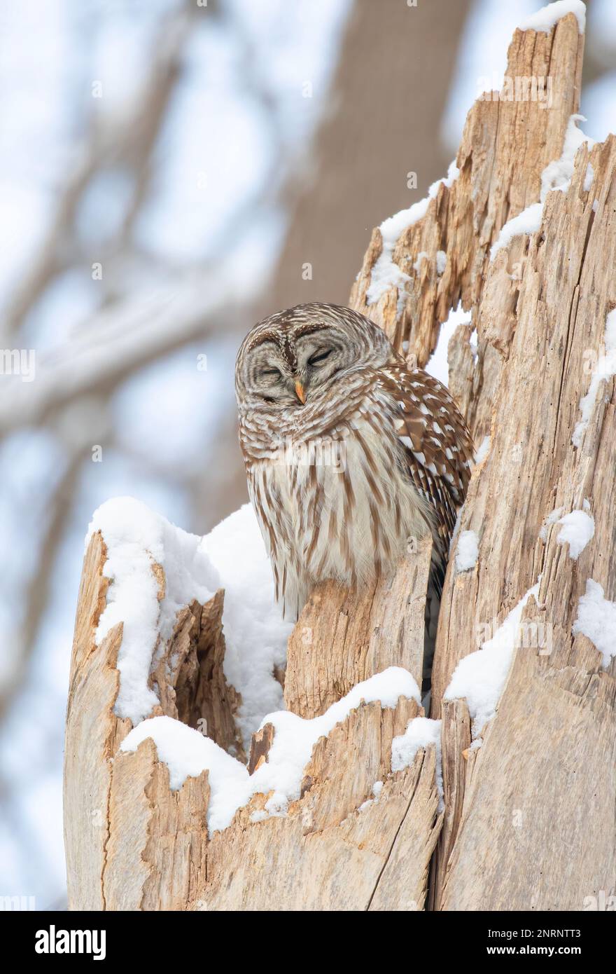 Barred owl (Strix varia) perched on a snow covered tree stump in winter in Canada Stock Photo