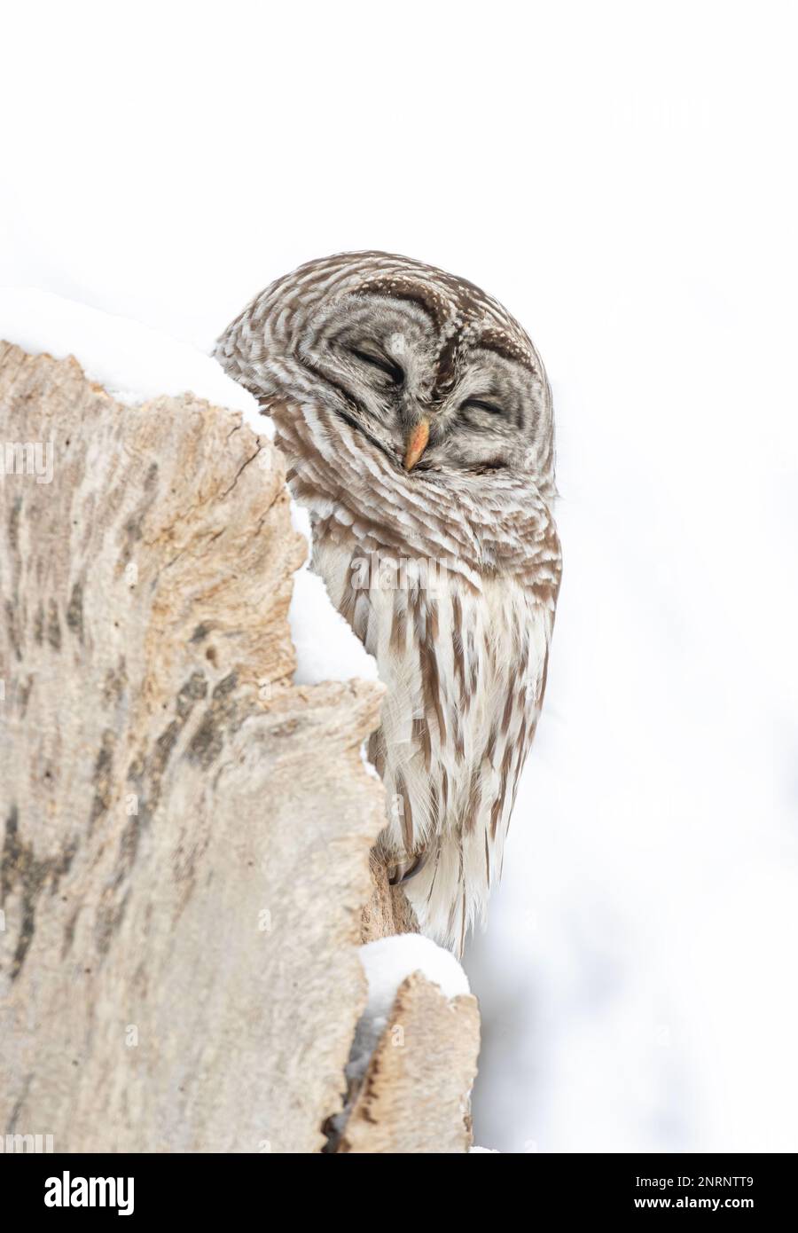 Barred owl (Strix varia) perched on a snow covered tree stump in winter in Canada Stock Photo