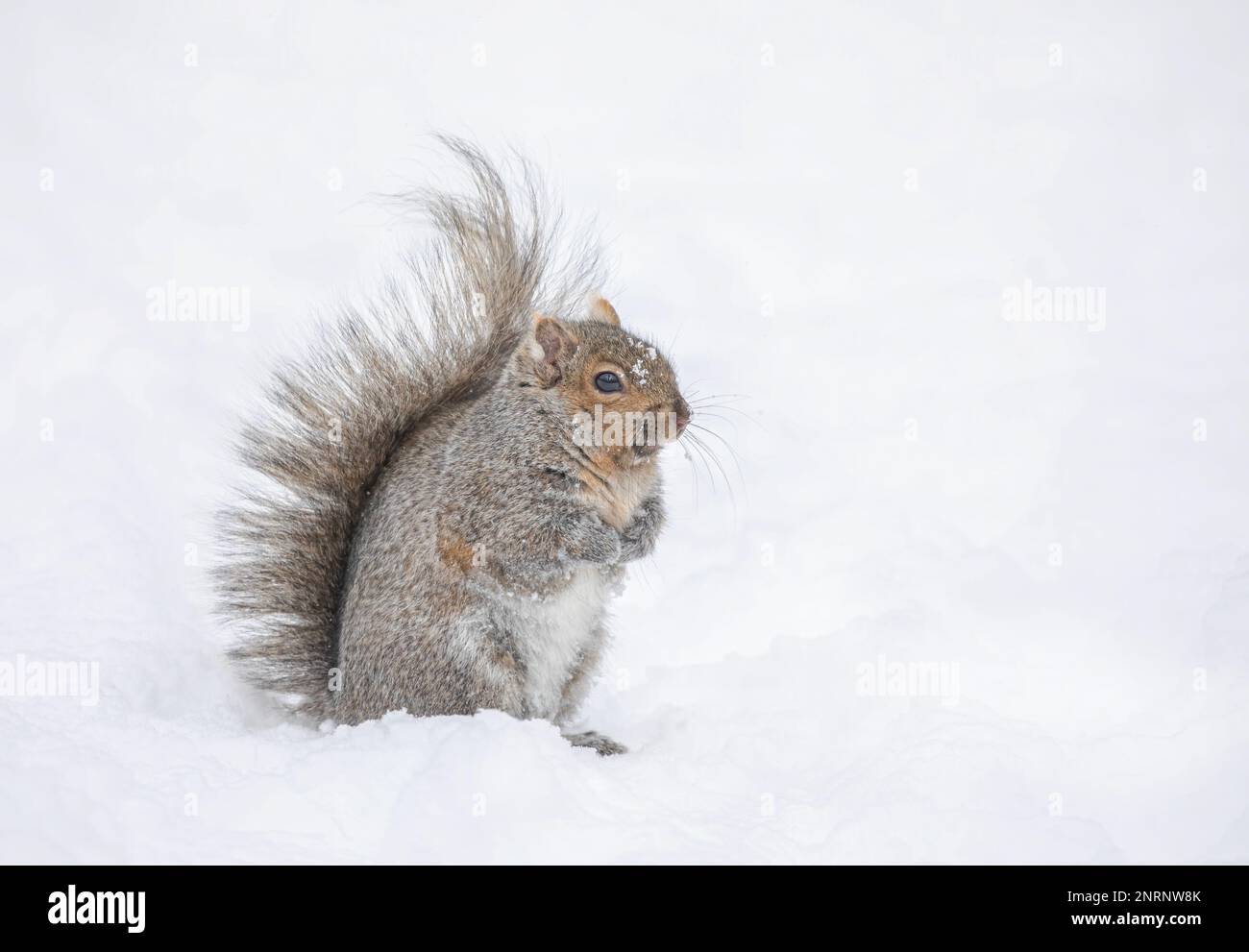 Beautiful fat Grey squirrel posing for me in the winter snow near the Ottawa river in Canada Stock Photo