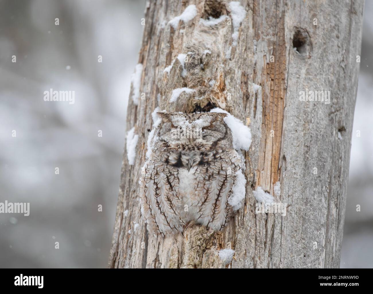 Eastern screech owl covered in fresh snow sleeping in his nest in a tree in Canada Stock Photo