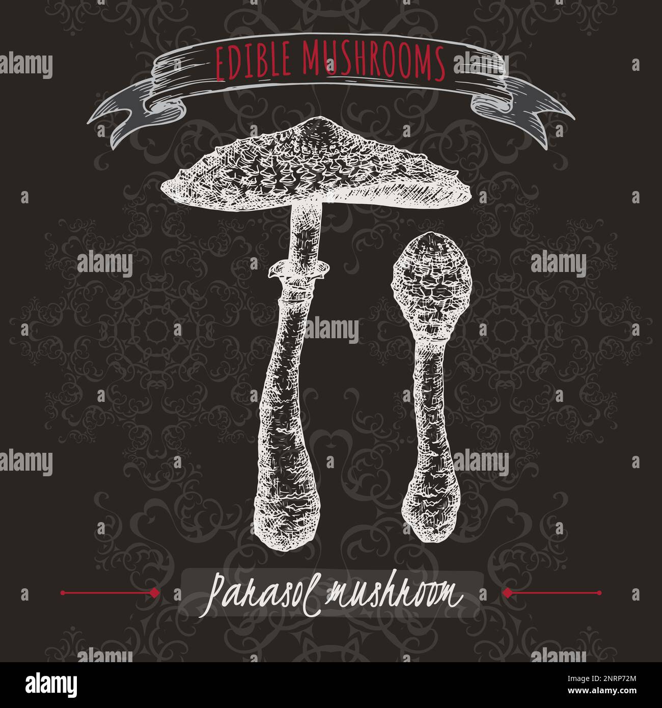 Macrolepiota procera aka parasol mushroom sketch on black background