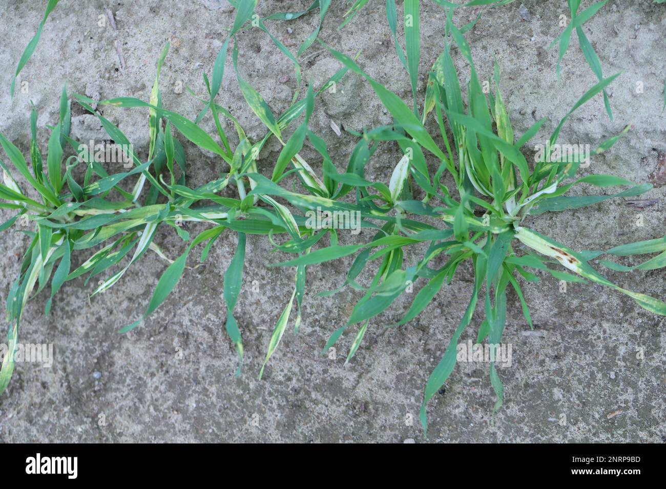 Young barley plants with symptoms of fungal disease, infection on leaves, chlorosis and dark spots. Stock Photo