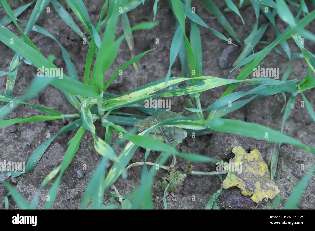 Young barley plants with symptoms of fungal disease, infection on leaves, chlorosis and dark spots. Stock Photo
