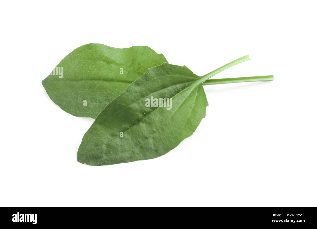 Green broadleaf plantain leaves on white background Stock Photo Alamy