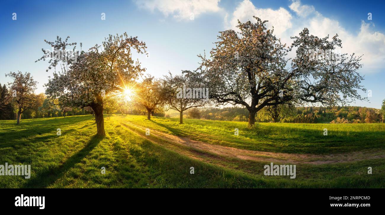 The sun beautifully illuminating a green meadow, a panoramic idyllic rural landscape with a path leading through the trees after sunrise Stock Photo