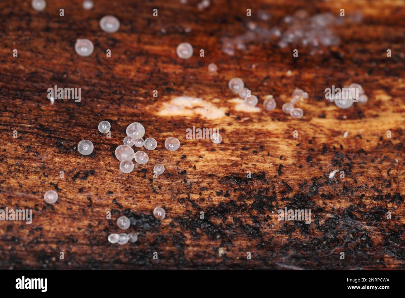 Fungi growing under the bark of dead pine trees. Small, delicate