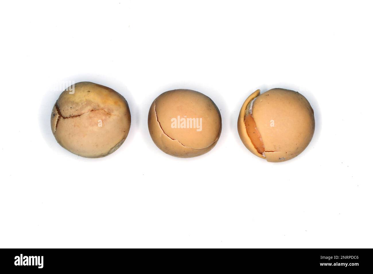 Pea shells hi-res stock photography and images - Alamy