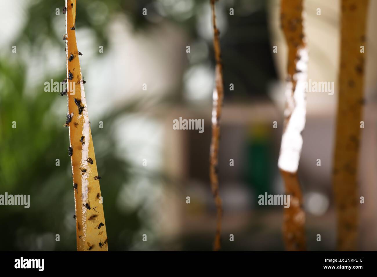 Sticky insect tape with dead flies on blurred background, space for