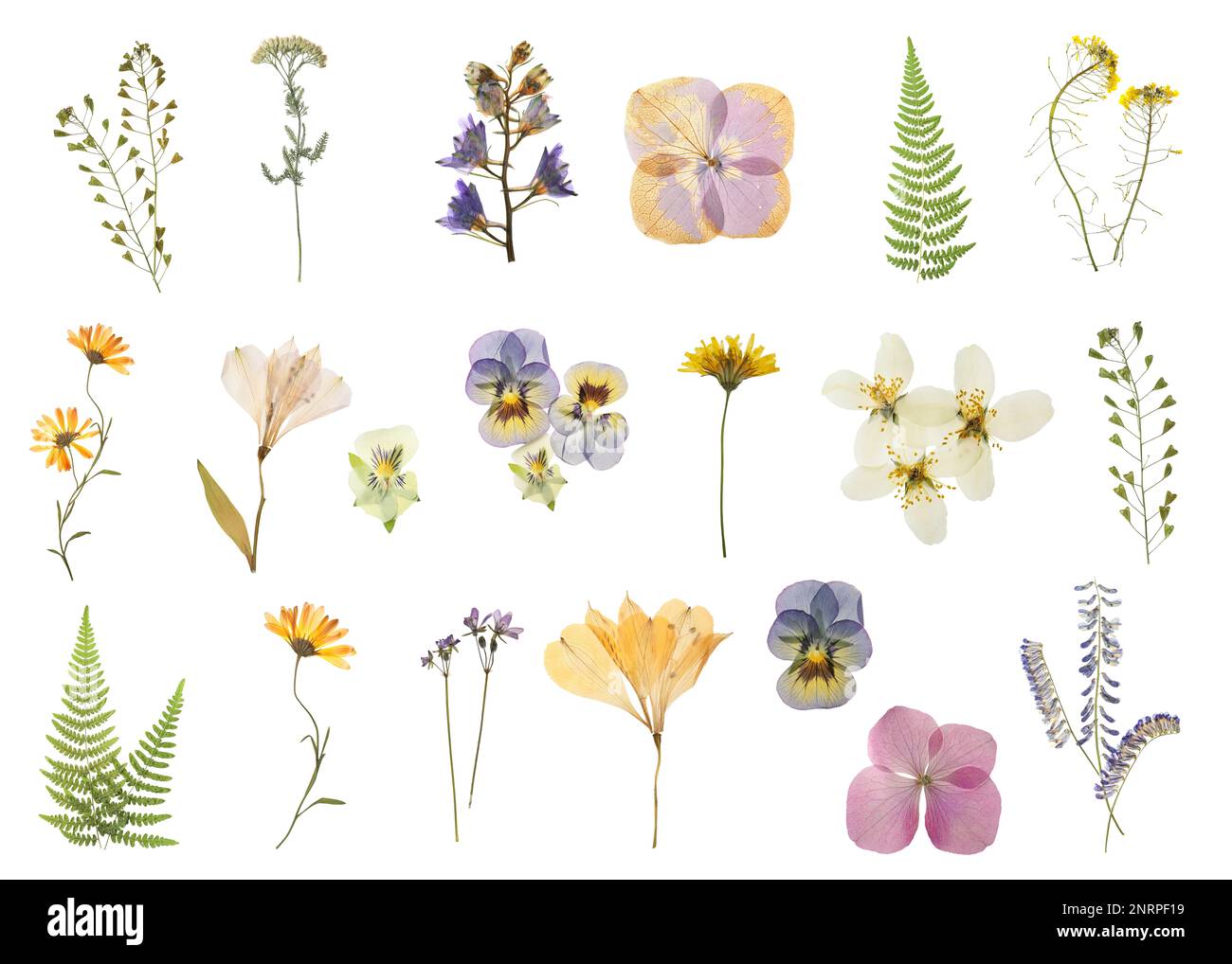 Set with beautiful dried meadow flowers on white background Stock Photo ...