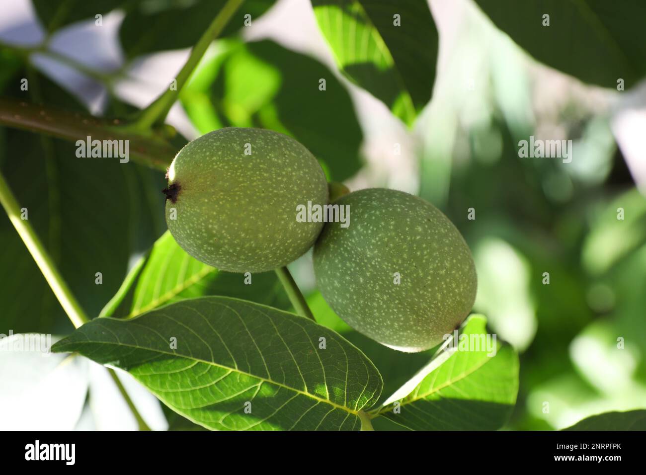 Green unripe walnuts growing on tree outdoors Stock Photo Alamy