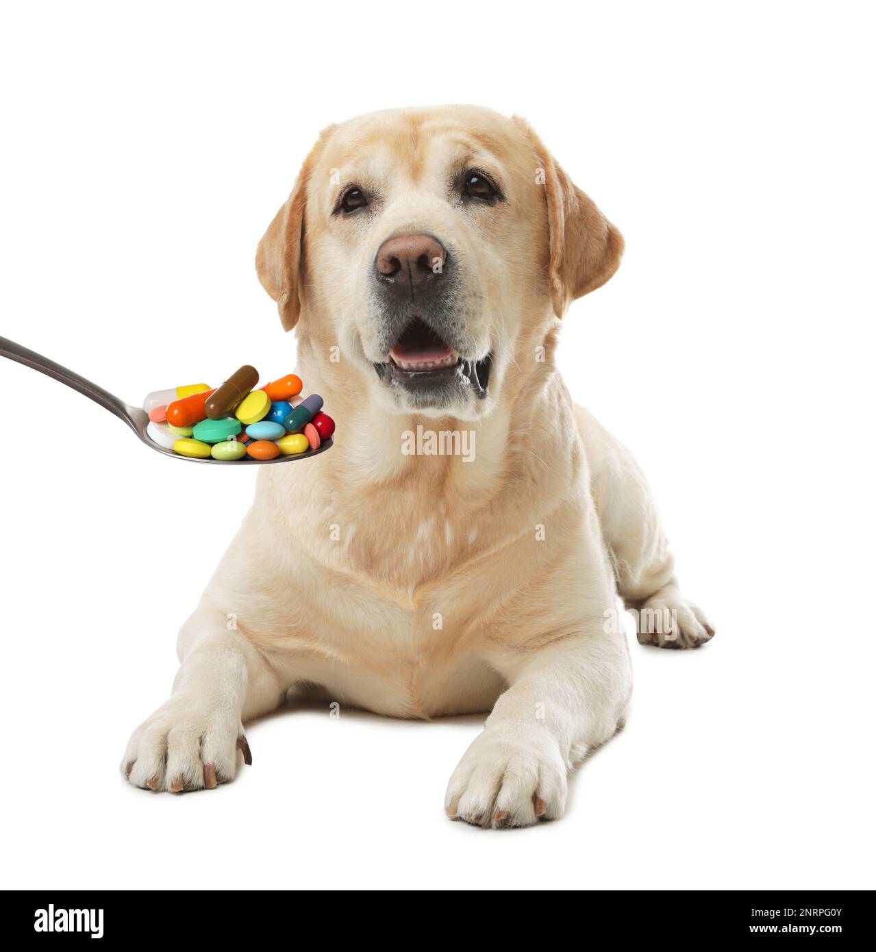 Labrador retriever and spoon full of different pills on white