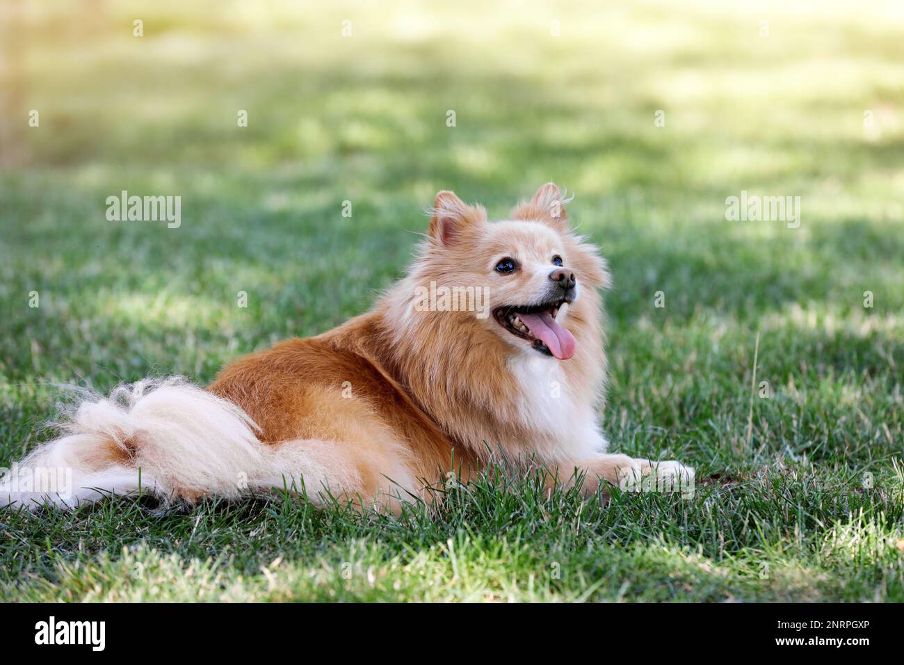 Cute dog lying on green grass in park Stock Photo - Alamy