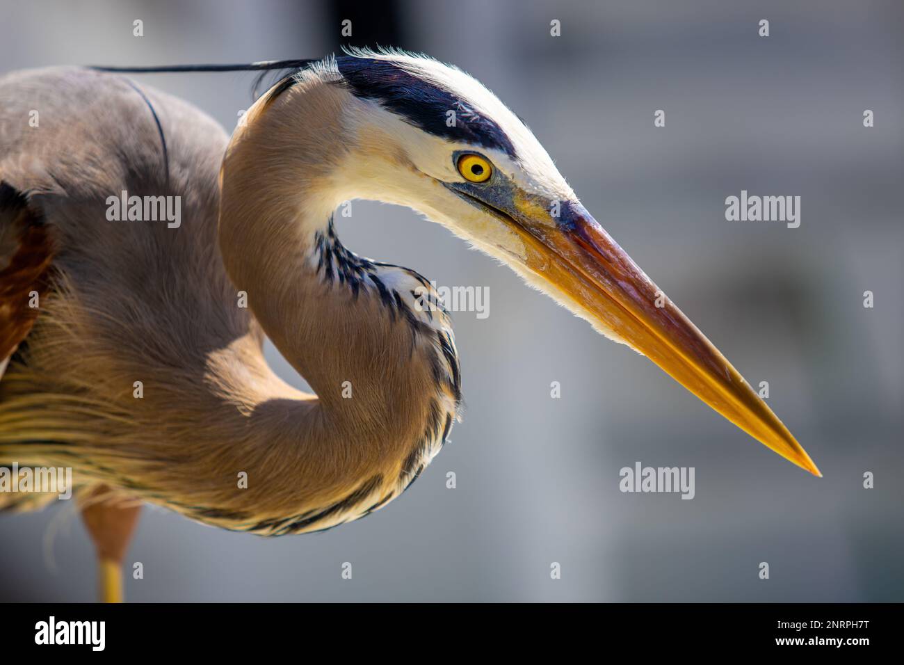 Unwavering stare hi-res stock photography and images - Alamy