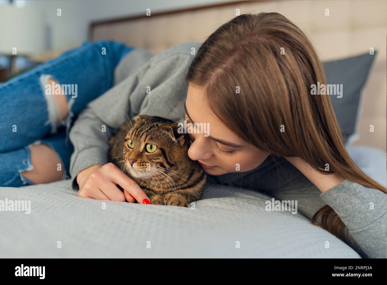Happy Young blonde Woman lying in her bed in sweater a stroking a cute domestic playing scottish tabby cat at home, concept loving and caring pets Stock Photo