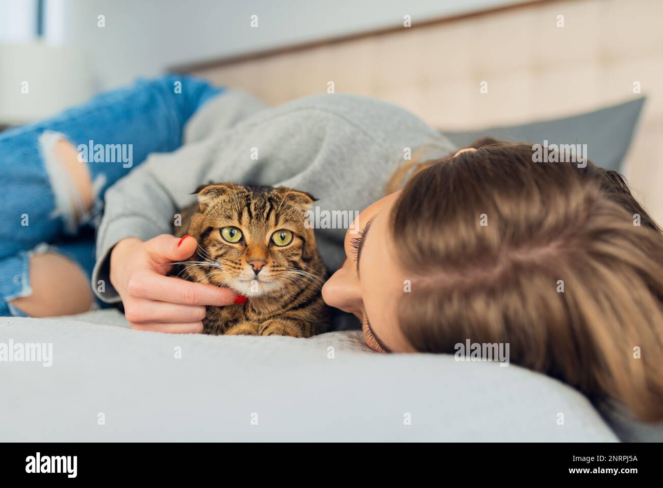 Happy Young blonde Woman lying in her bed in sweater a stroking a cute domestic playing scottish tabby cat at home, concept loving and caring pets Stock Photo