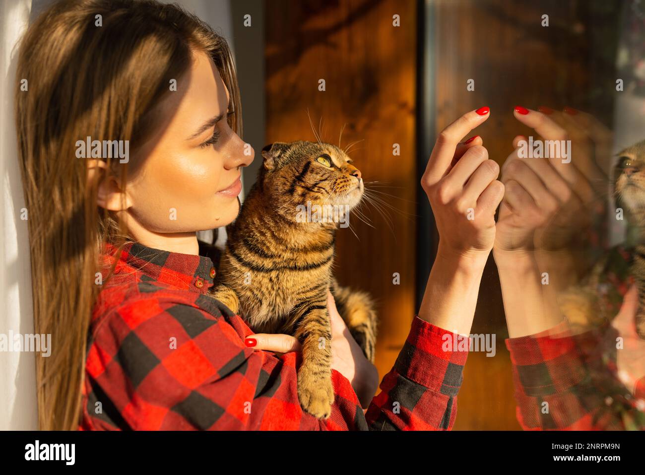 Casual Young Blonde Woman Holds in Shoulder a Cute Green-eyed Scottish Cat and hugs it at Home standing by window in the sunset light Stock Photo