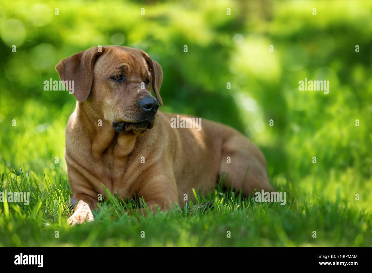 Broholmer dogs in a summer meadow Stock Photo