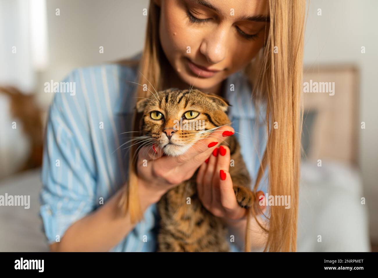 Cute young Blonde Woman Holds a Cute Green-eyed Scottish Tabby Cat Who sits on her lap in her arms and hugs it, concept of loving and caring  for pets Stock Photo