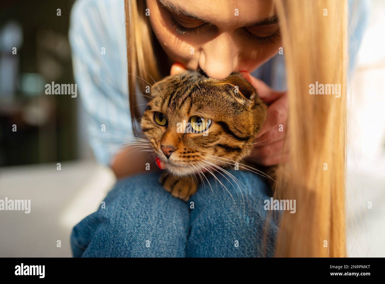 Cute young Blonde Woman Holds a Cute Green-eyed Scottish Tabby Cat Who sits on her lap in her arms and hugs it, concept of loving and caring  for pets Stock Photo
