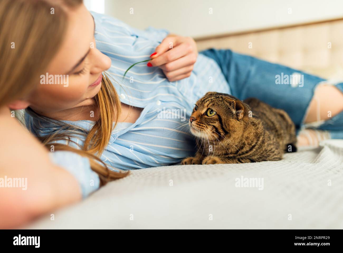 Smiling Young blonde woman lying in her bed in shirt a stroking a cute domestic playing scottish tabby cat at home, concept of loving and caring pets Stock Photo