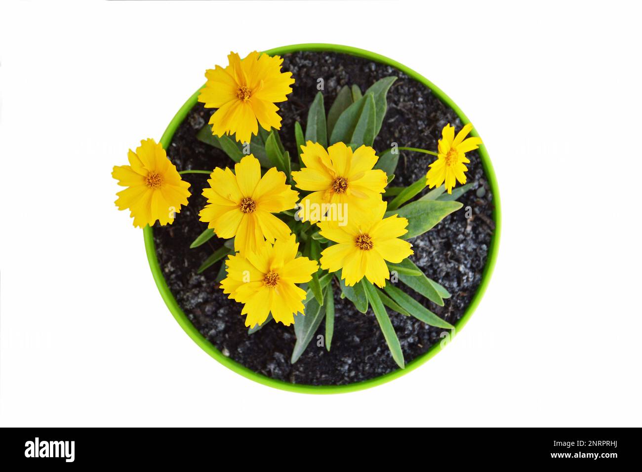 Top view of Coreopsis grandiflora flower plant in the pot isolated on white background Stock Photo