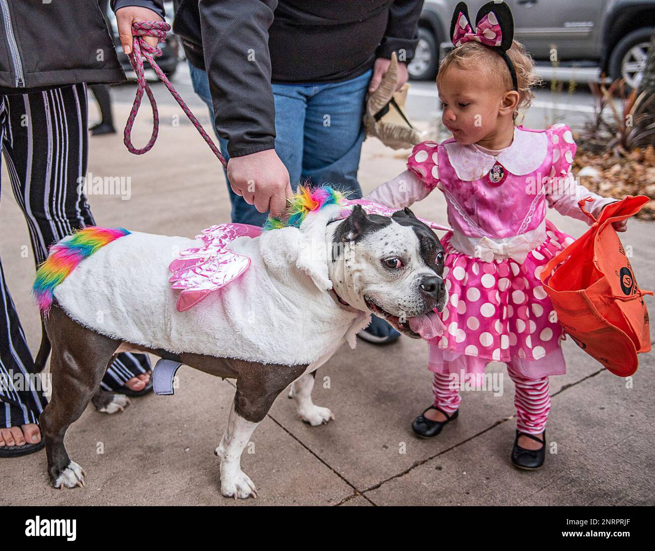 Kiyanne Thomas gives Fajita the dog a friendly pat as the two met in