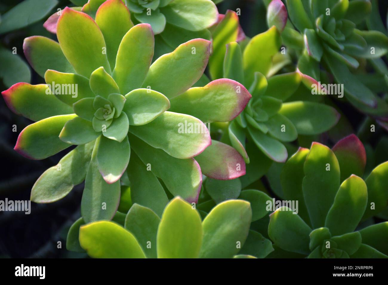 Top view of Sedum palmeri succulent plant Stock Photo