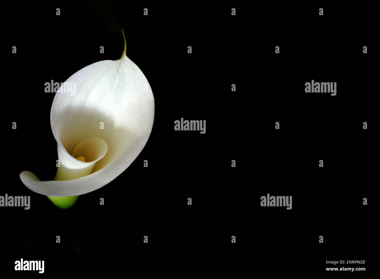 Sympathy card with white calla lily isolated on black background with