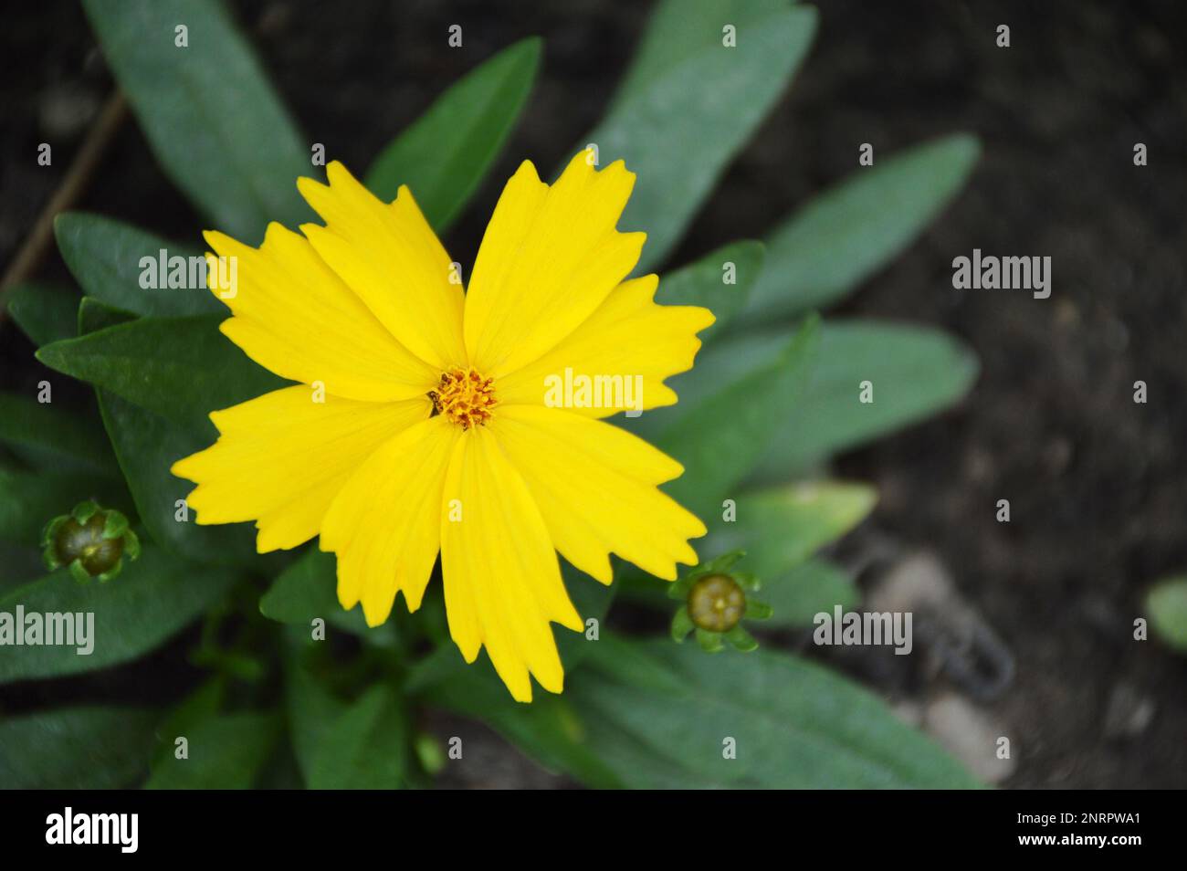 Coreopsis grandiflora flower plant growing in the garden, top view Stock Photo